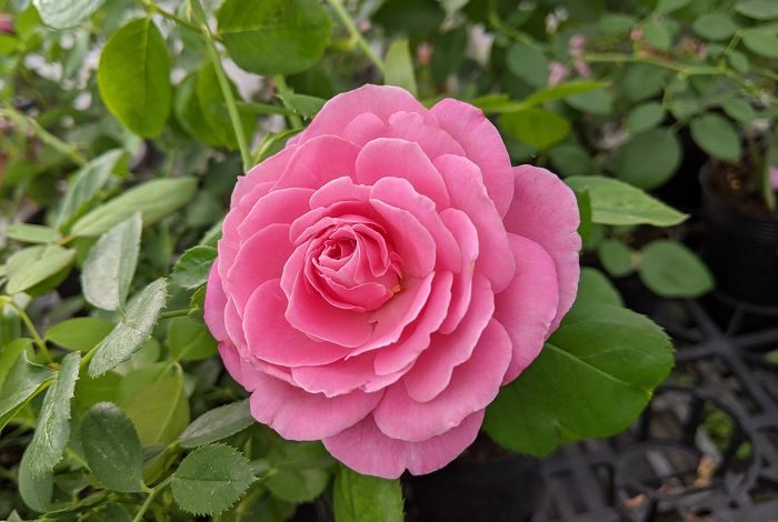櫻花祭 多頭花