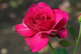 暮光之城 紅色單瓣花