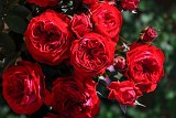 My Rose