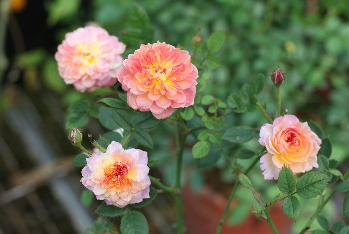 躲躲藏藏 複色單瓣花