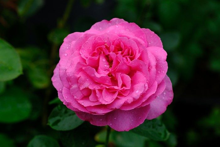 伊芙伯爵 複色杯狀花