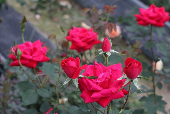 雙心紅吸引 紅色單瓣花