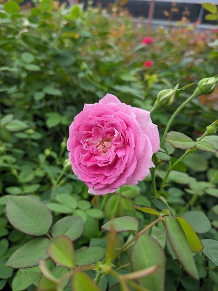 普雷尼館 粉色杯狀花