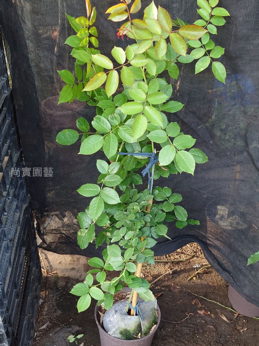 龍沙寶石 複色重瓣花