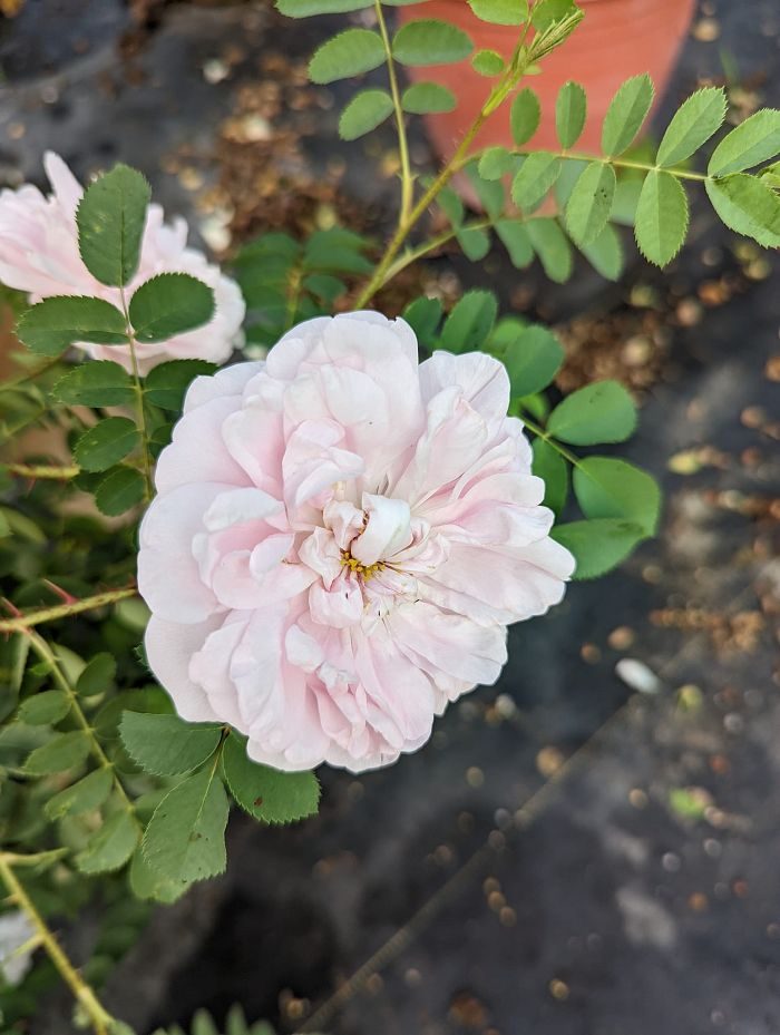 史坦威波特蘭 粉色重瓣多頭花