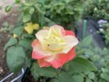 摺紙 複色單瓣花