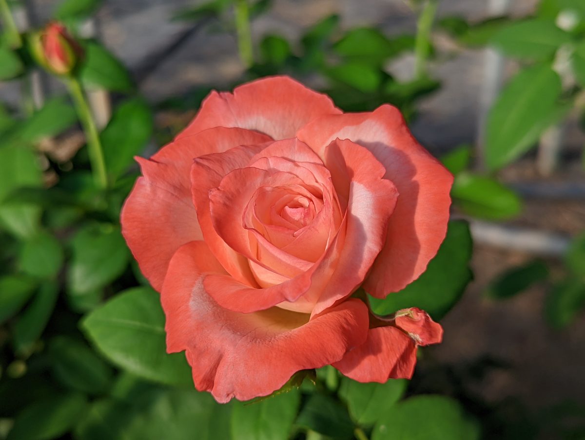 丹頂 紅色重瓣花