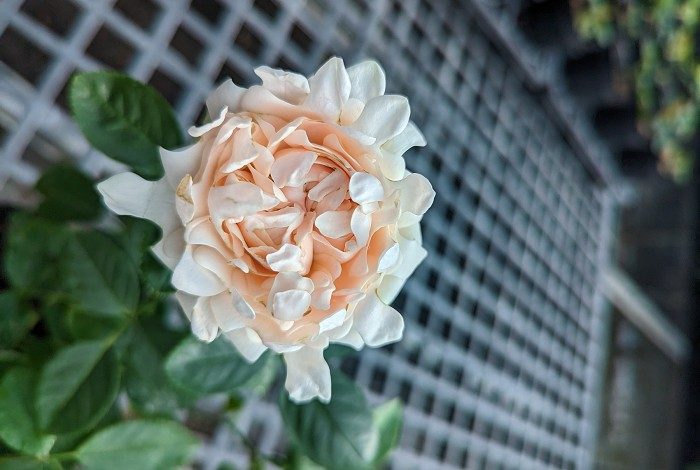 蘇芬 粉色