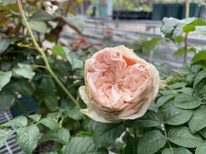 海報女郎 粉色多頭花