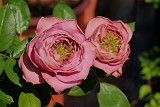 花瓶 粉色