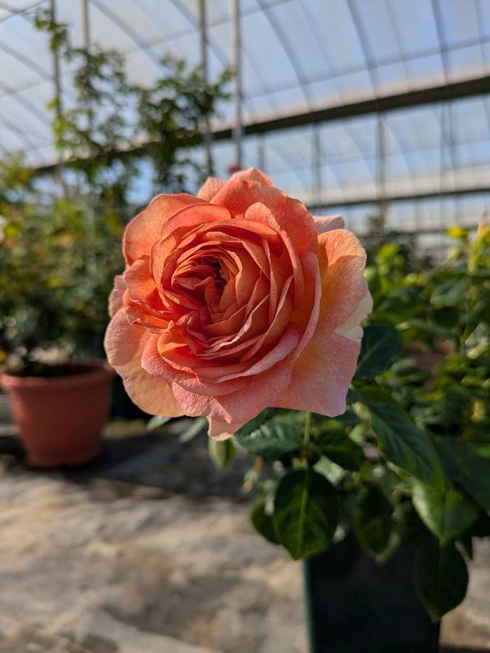 奇蹟之魂 橘杏色杯狀花