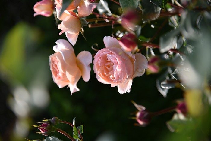 羅賓 橘杏色杯狀花