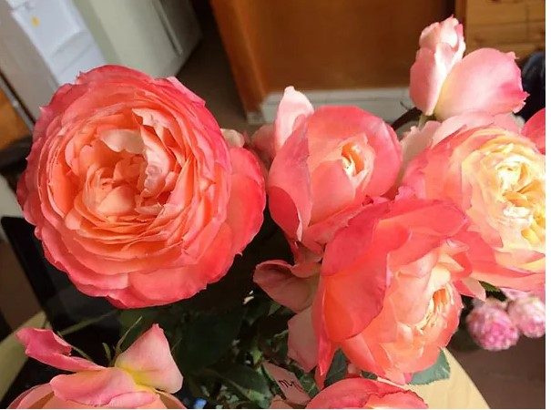 愛子 複色杯狀花