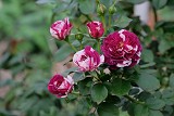 芬芳寶石 紫藍色重瓣多頭花