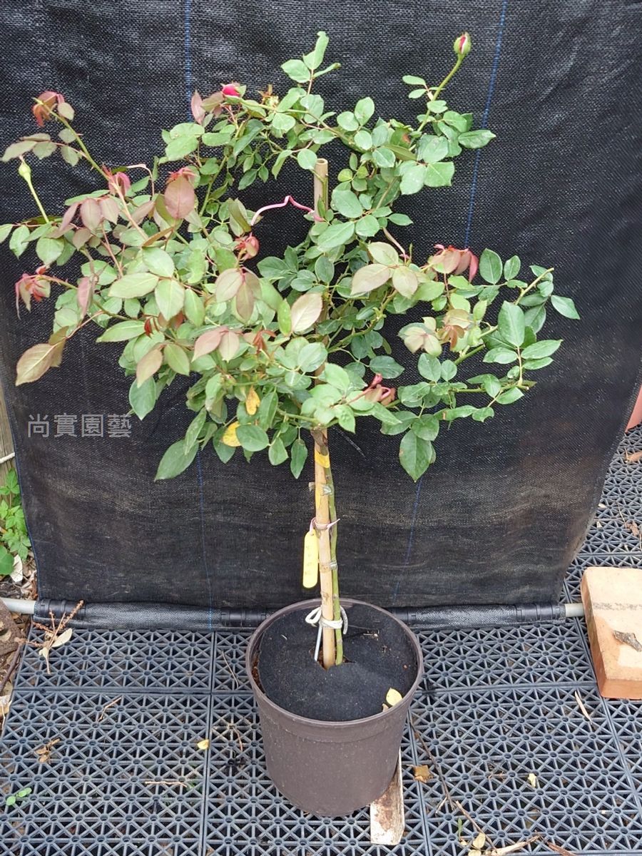 秋日胭脂 紅色杯狀重瓣花