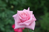 貝琳達之夢 粉色重瓣花