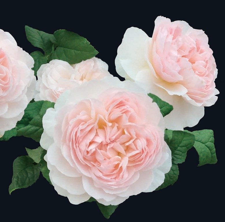 調合 粉色杯狀花