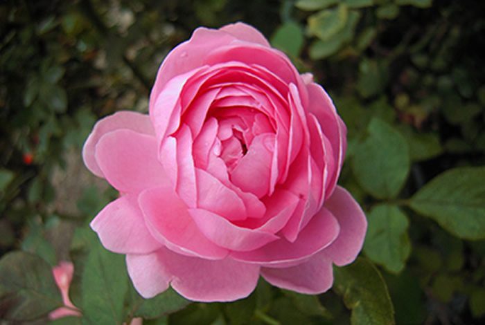 菲查爾德先生 粉色杯狀花