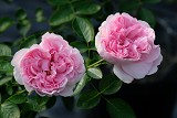 伊芙幻塔索斯 粉色杯狀花