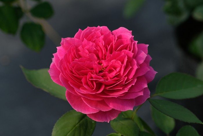 藝術洩漏 複色杯狀花