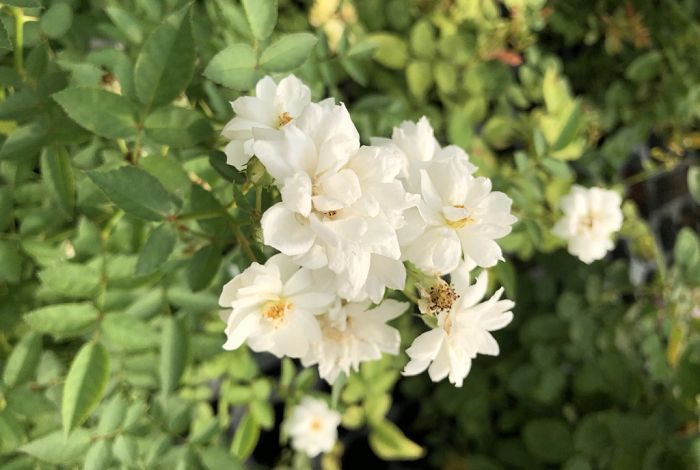 安妮瑪麗蒙特維爾 白色單瓣花