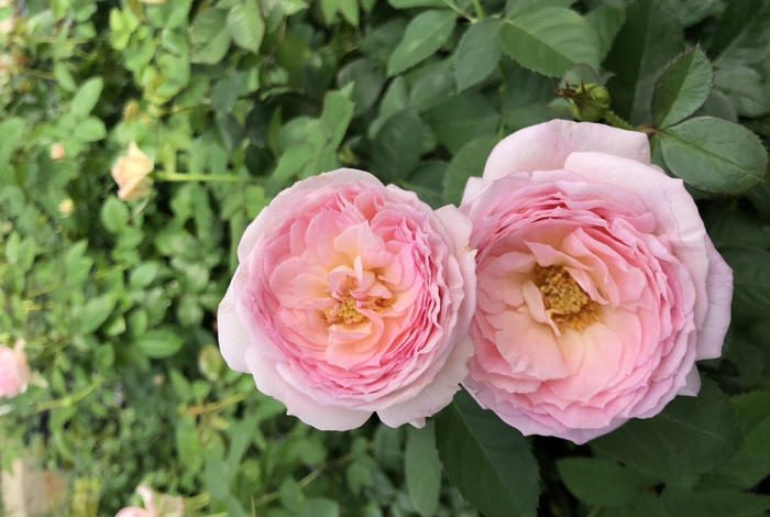 吾心佳人 粉色杯狀花