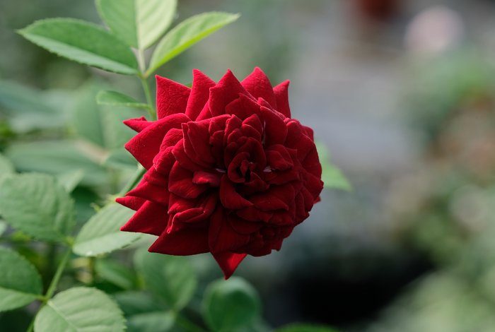 黑蝶 紅色多頭花