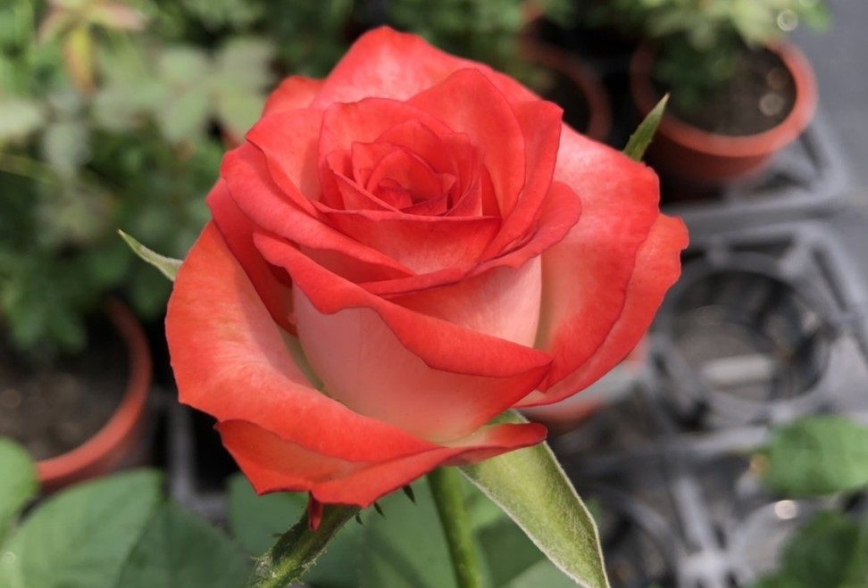 腮紅 杏粉色重瓣花