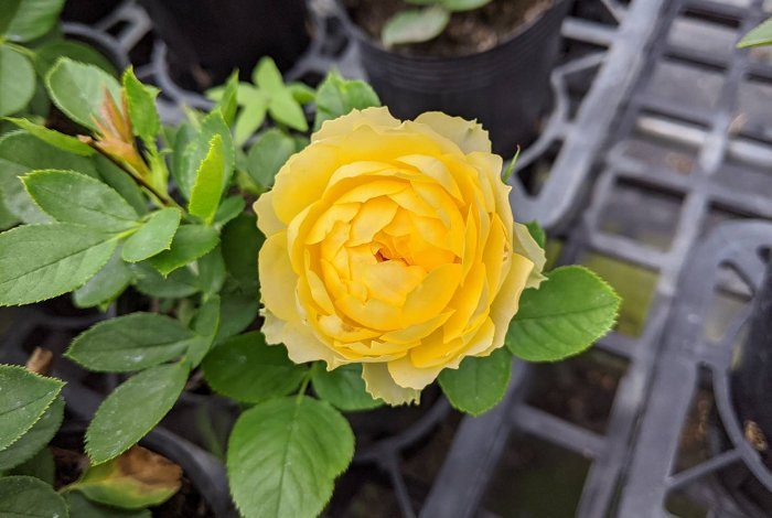 金絲雀 黃色杯狀花