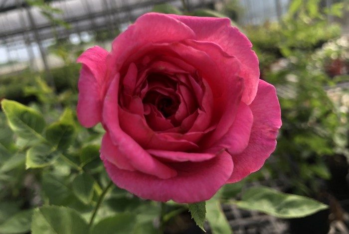 古典皇后 杏粉色杯狀花