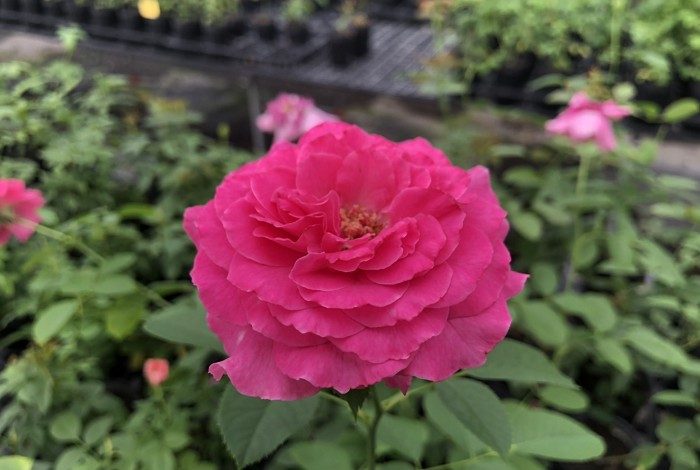 石川華園藍寶石 杏粉色杯狀花