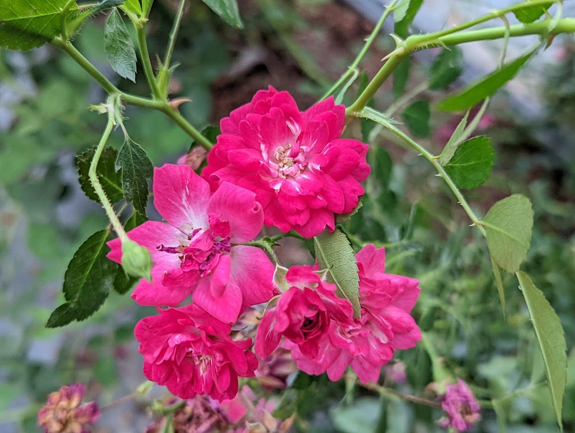 紅仙女 杏粉色單瓣花