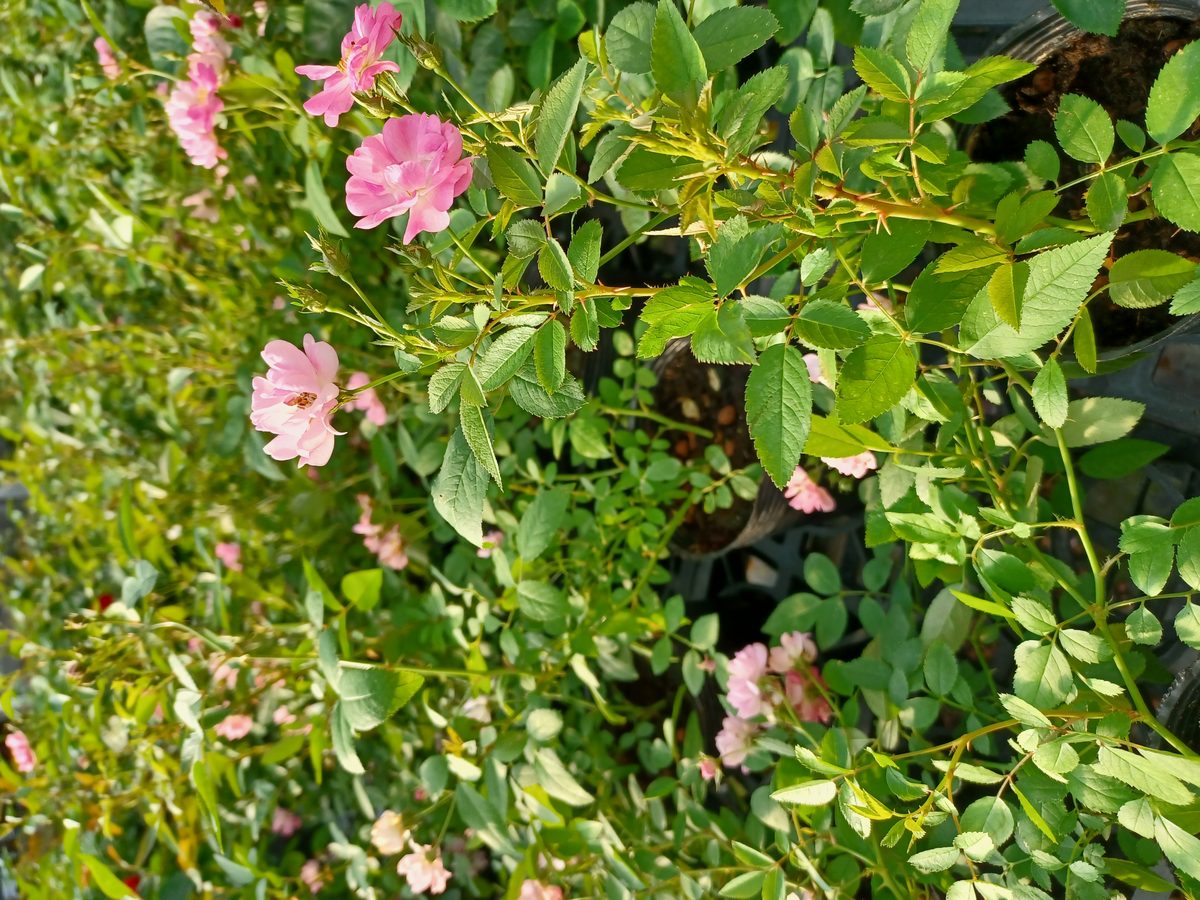 香粉月季 粉色單瓣花