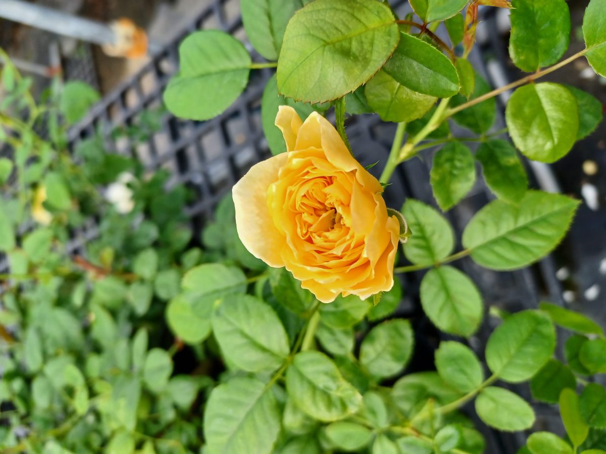 黃永恆 黃色單瓣花