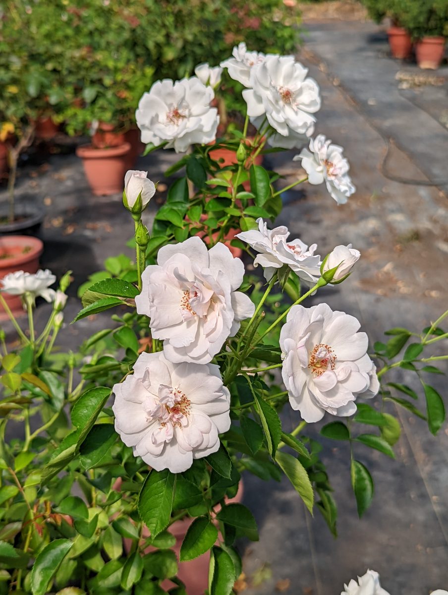多明尼克 半重瓣花