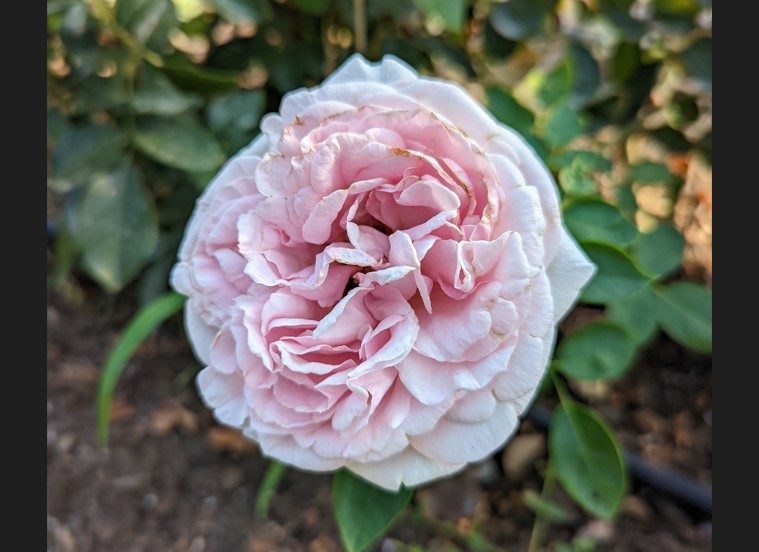 伊芙光 粉色杯狀花