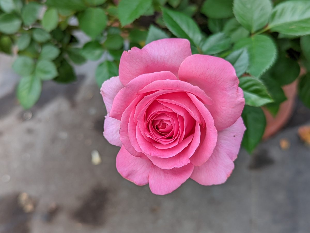 貝娜黛特拉方特 杏粉色杯狀花