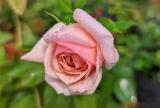 查爾斯奈芙 複色杯狀花
