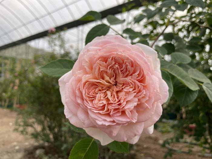 芭思希巴 複色多頭花