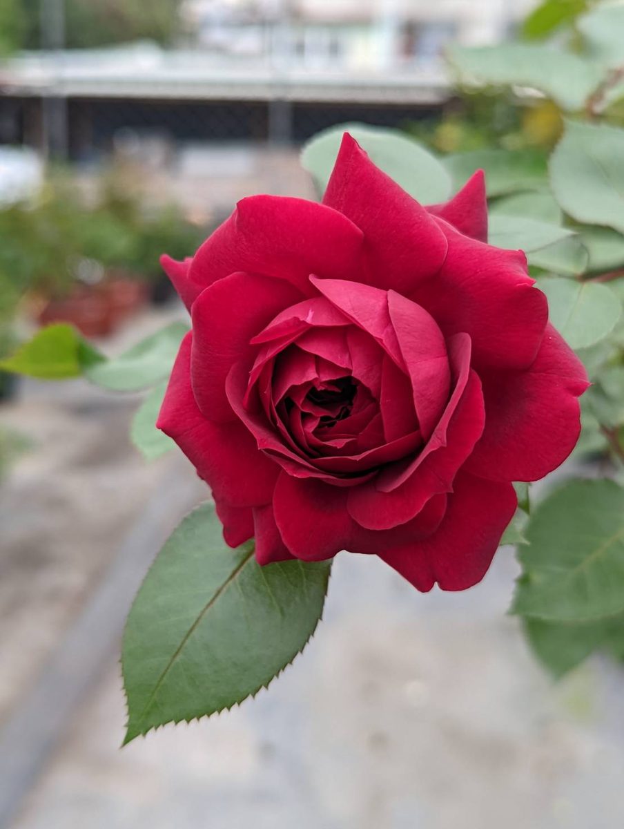 海格羅夫 紅色重瓣花