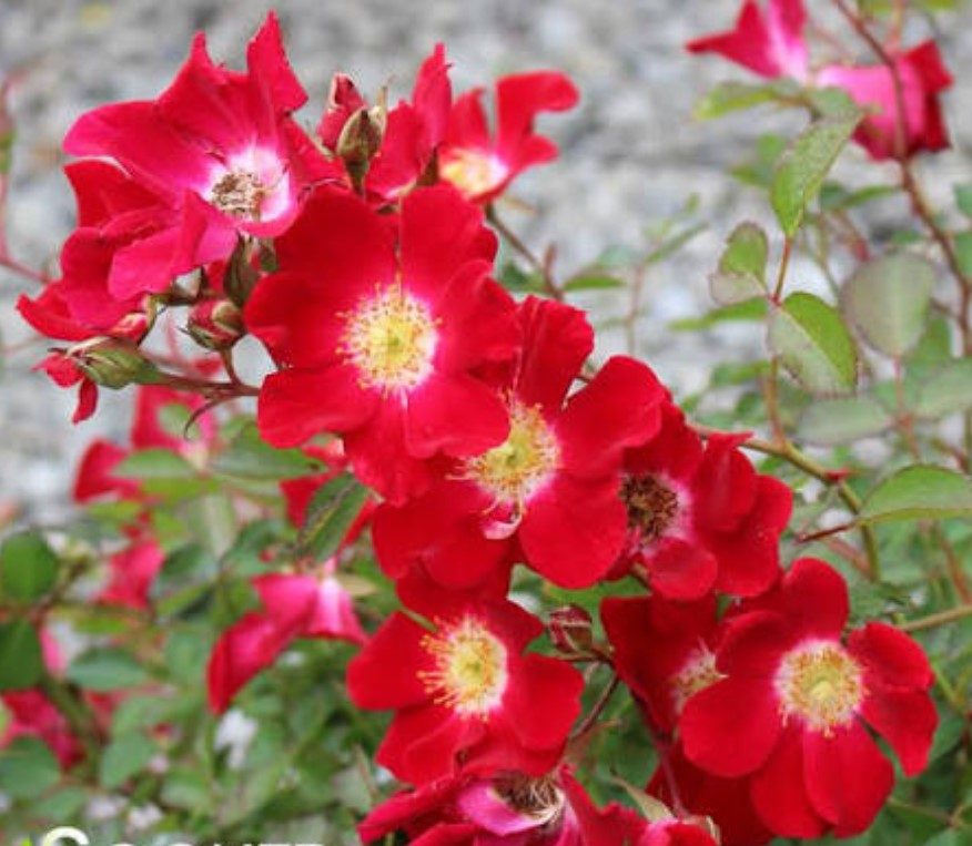紅色梅安 紅色單瓣花