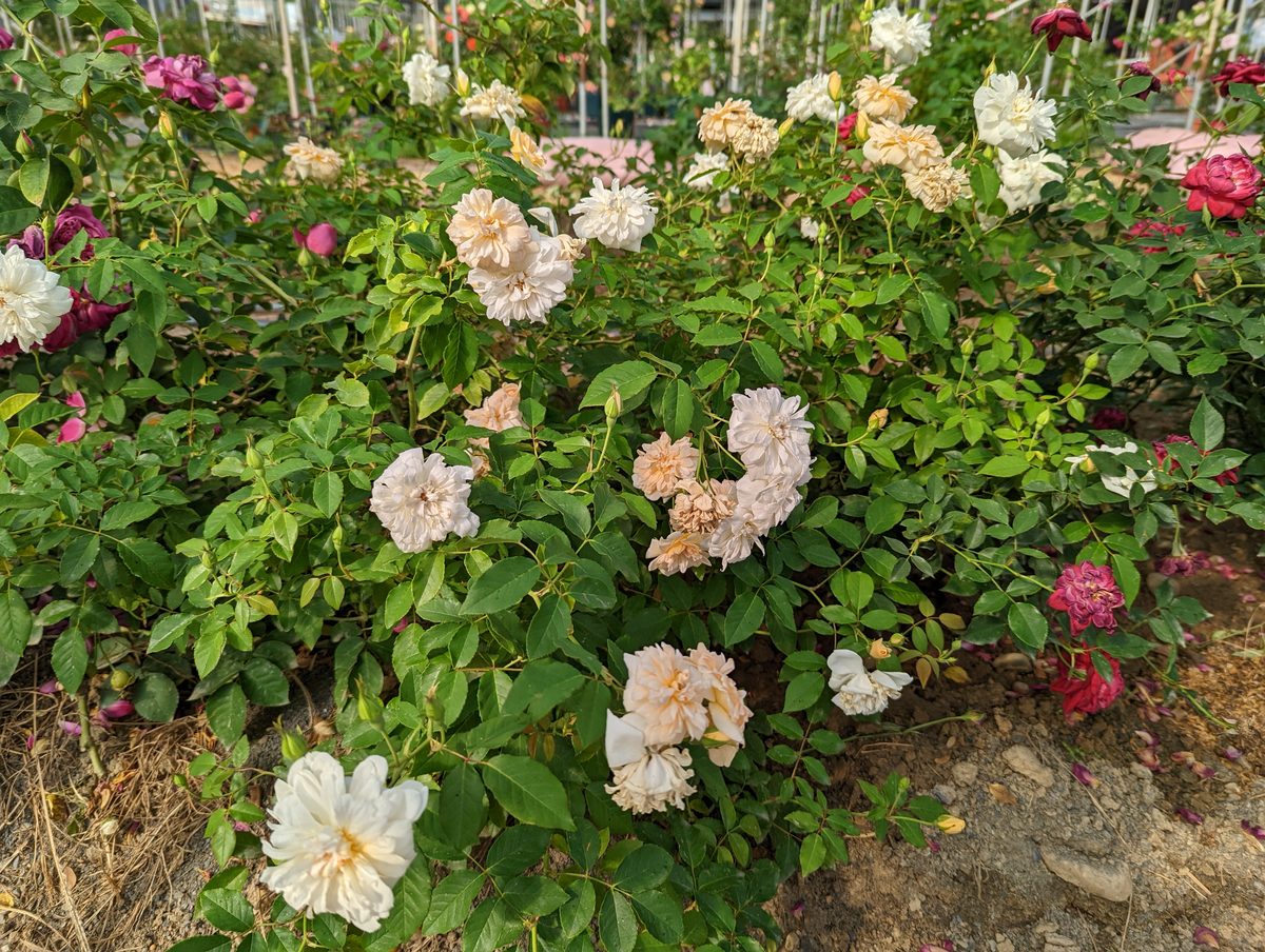 黃銅芙蓉 黃色