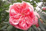 莫泊桑 粉色重瓣花
