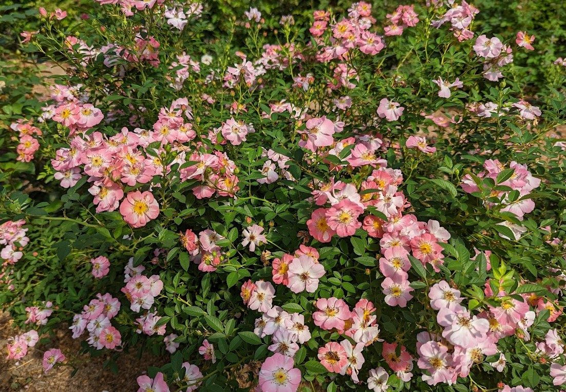 莉莉 粉色單瓣花
