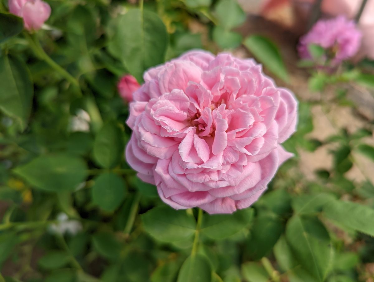 奧地利的伊莉莎白女王 粉色杯狀花
