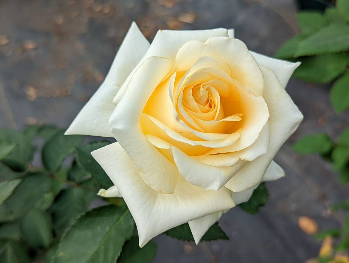 菁華 黃色