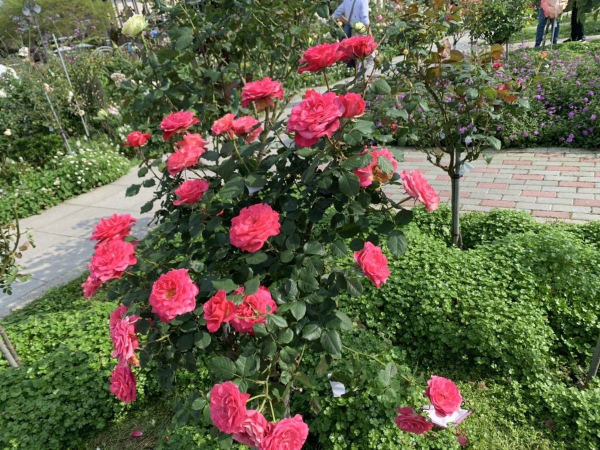 Fame! 杏粉色單瓣花