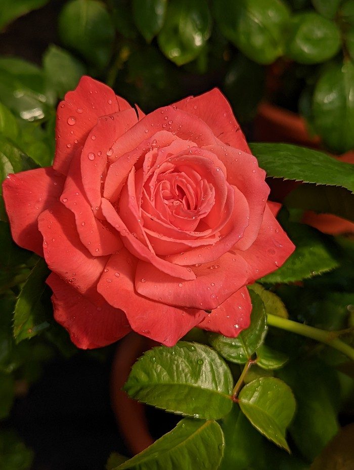 里程碑 杯狀劍瓣高心重瓣花