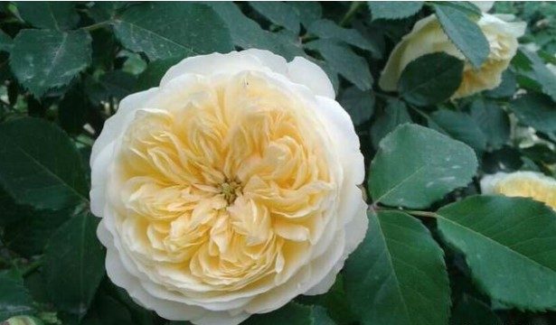 朝聖者 黃色多頭花