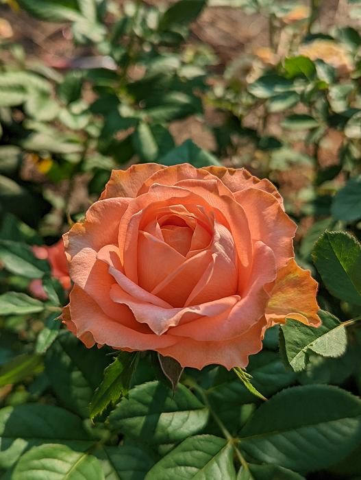 珊瑚印象 橘杏色杯狀花